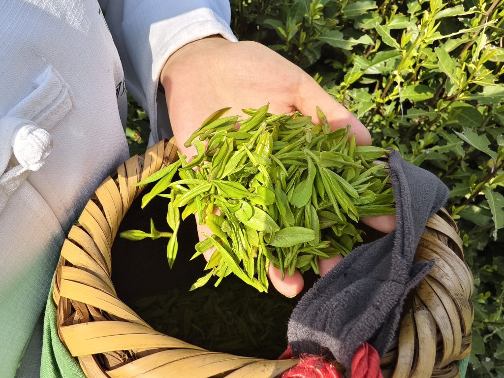 生态柯坦,又是一年茶飘香 生态柯坦,又是一年茶飘香