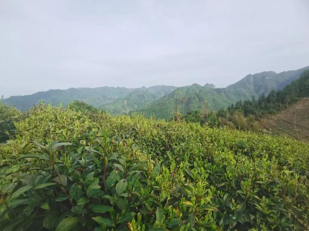 生态柯坦,又是一年茶飘香 生态柯坦,又是一年茶飘香
